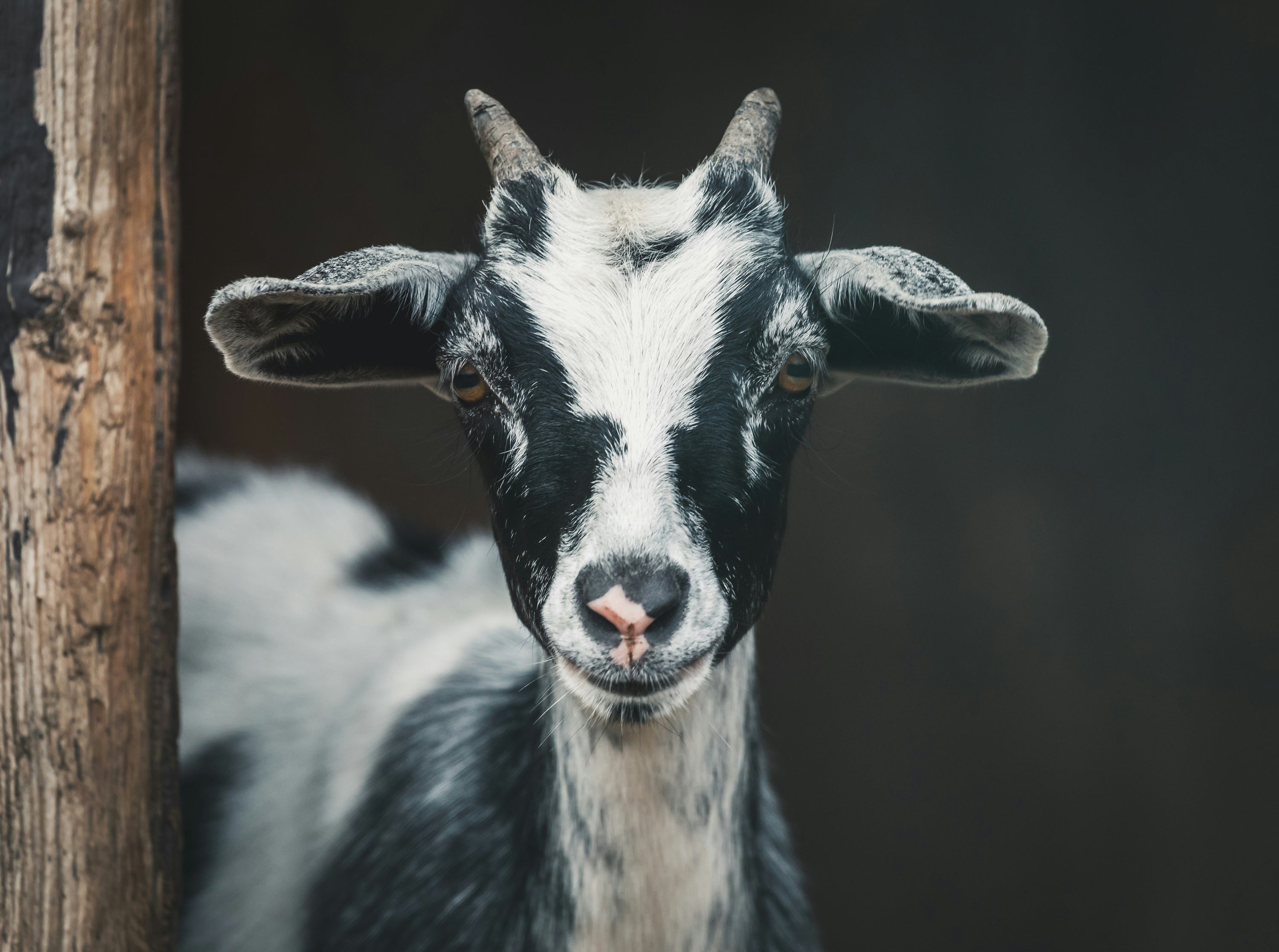 Difference Between Goat Milk and Cow Milk: Which is Better for Your Baby?